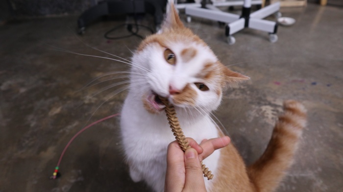 고양이양치질대신