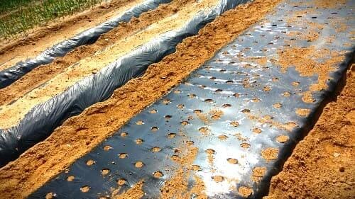 더덕재배-씨앗-파종방법-심는방법