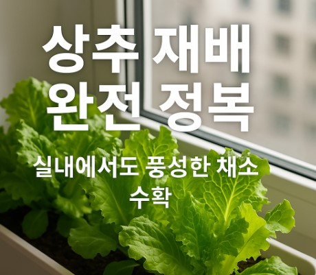 상추 사진