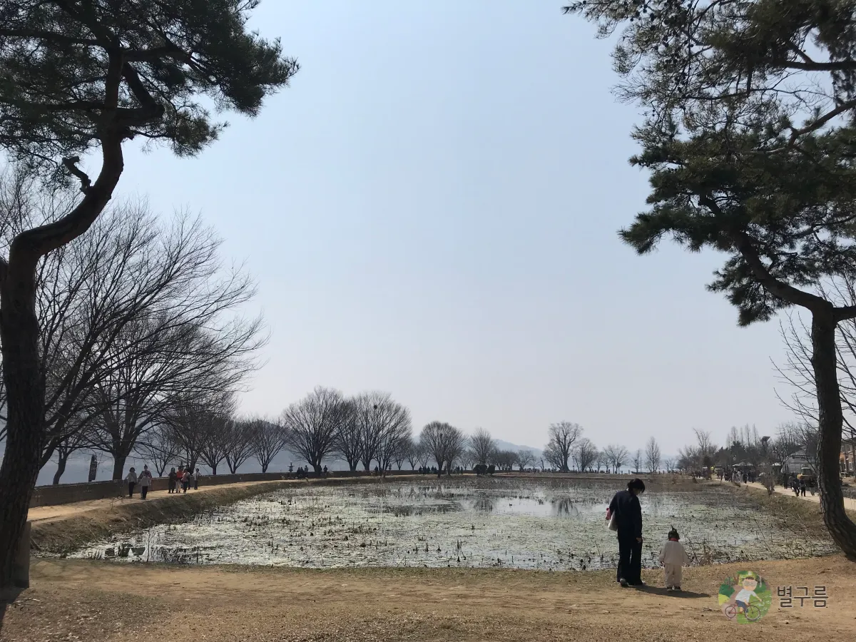 두물머리-연못-나무사이에-있다