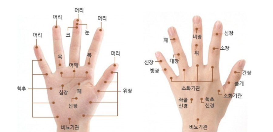 손등과 손바닥에 인체의 각 기관과 오장육부에 속하는 부위를 표시를 한 사진