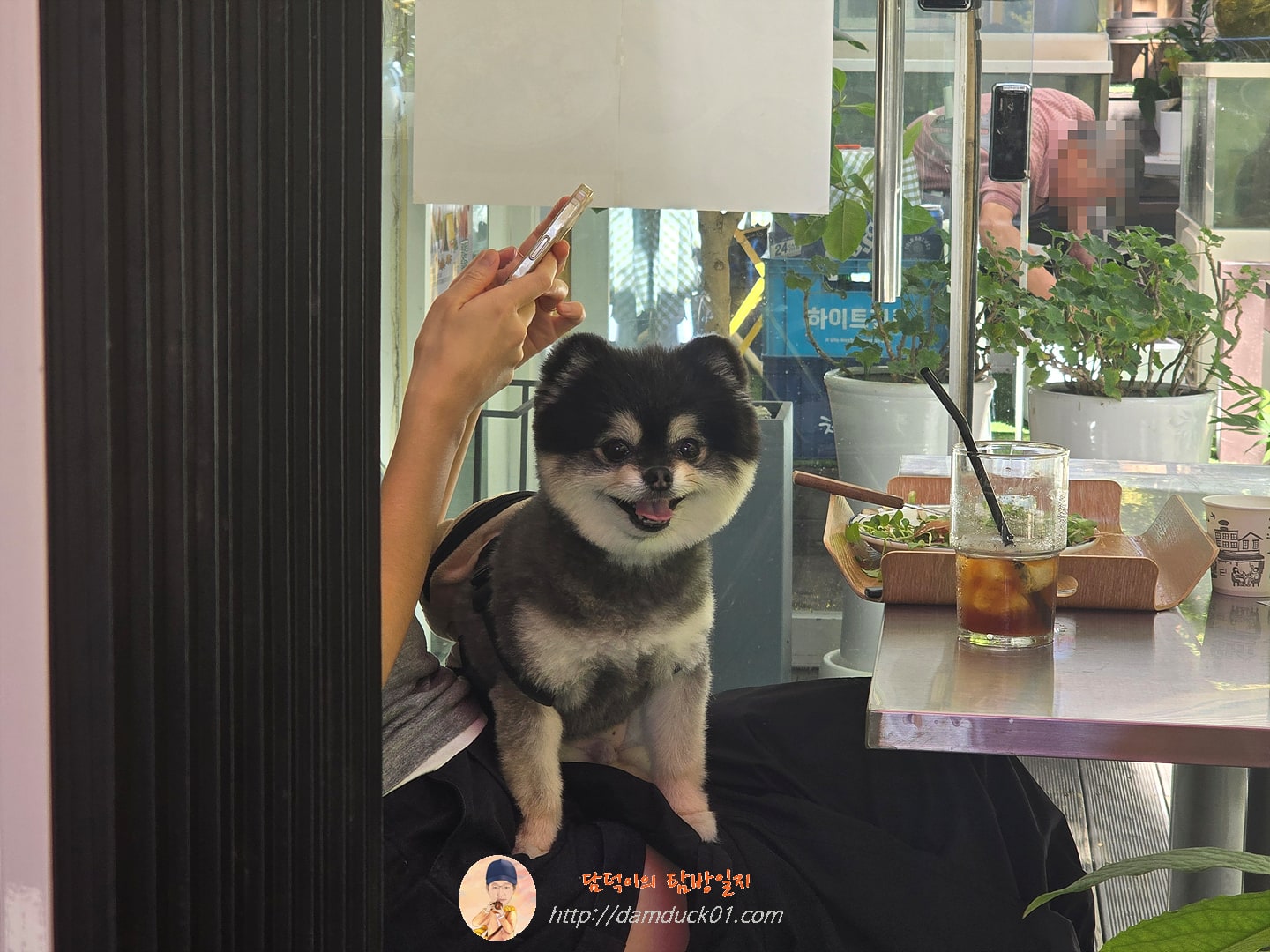 강아지
