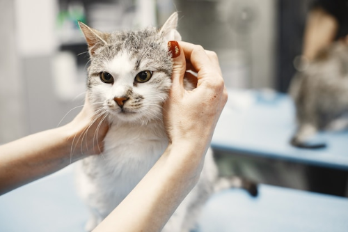 관리 받고 있는 고양이