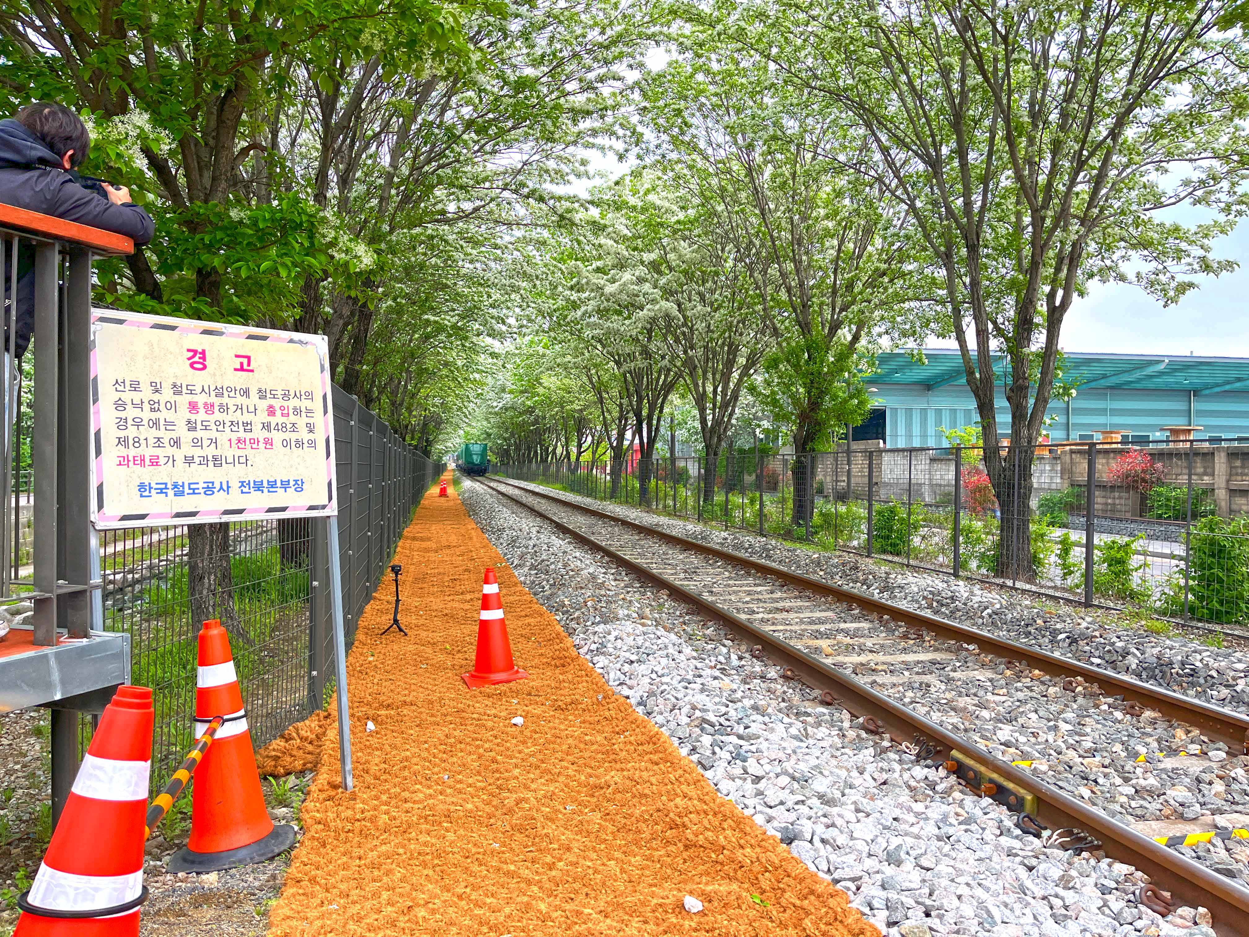 전주 팔복동 이팝나무 철길