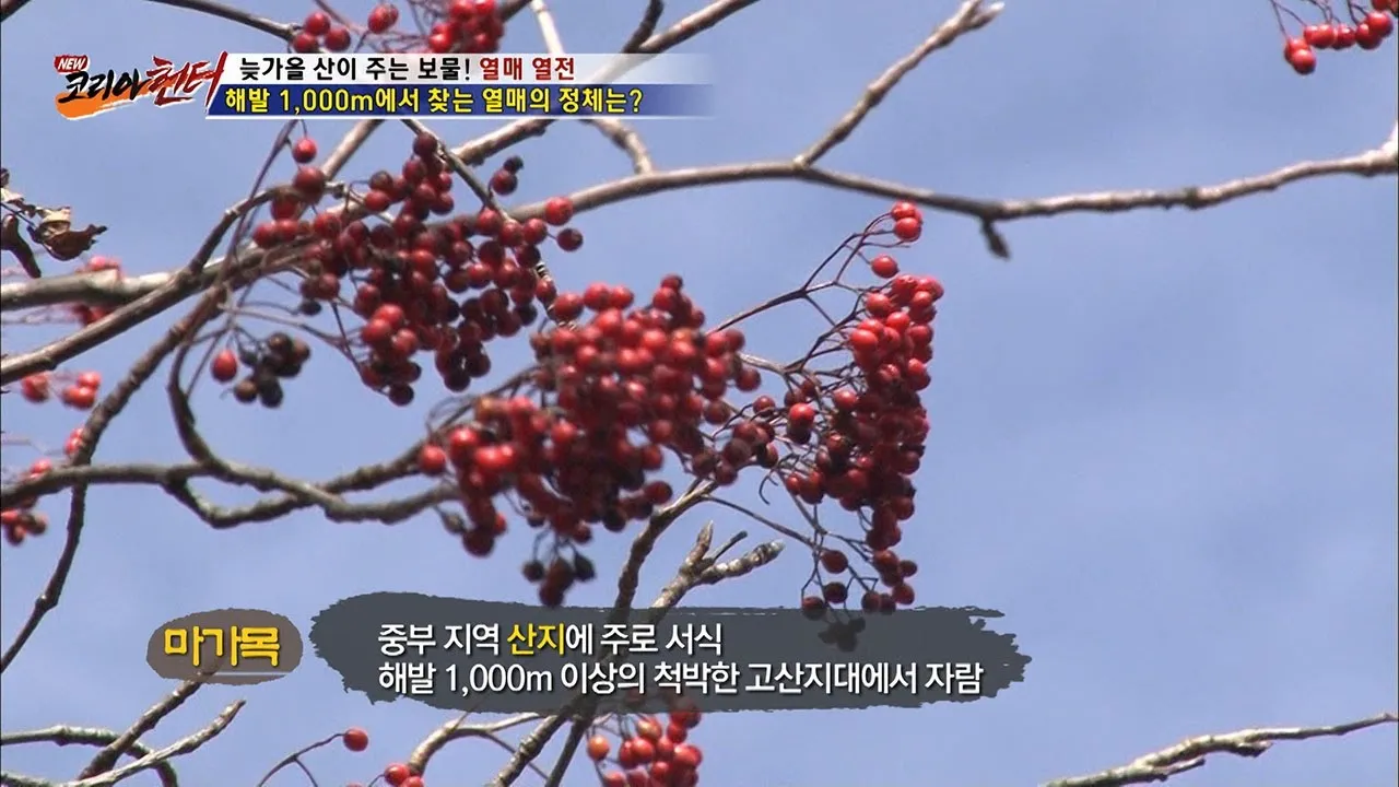 마가목 열매 효능 먹는 법 부작용 포함 10가지 정리_4
