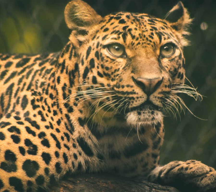 강아지과 동물과 고양이과 동물들의 차이점2