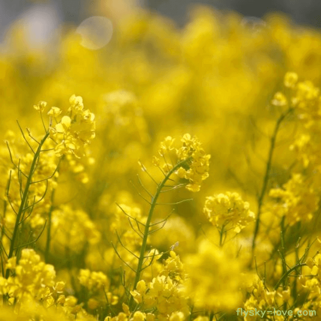 약이 되는 유채나물