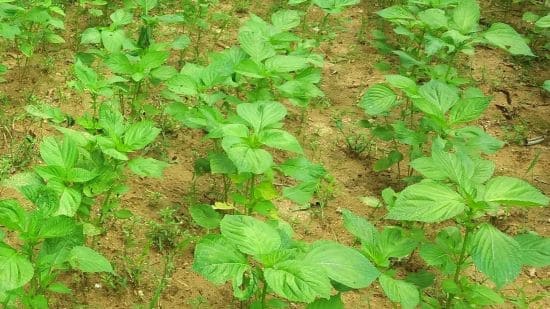 들깨재배법-품종별-특성-잎들깨-종자-파종시기-파종방법-모종-심는시기-정식시기