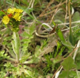 씀바귀 효능과 부작용 먹는법 고르는법