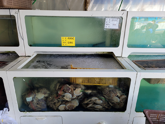 수족관에 들어있는 일본산 가리비. [사진=인천시]