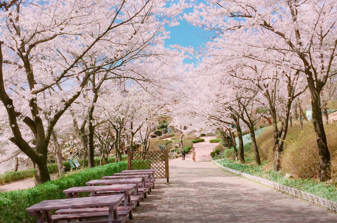 대전 오월드