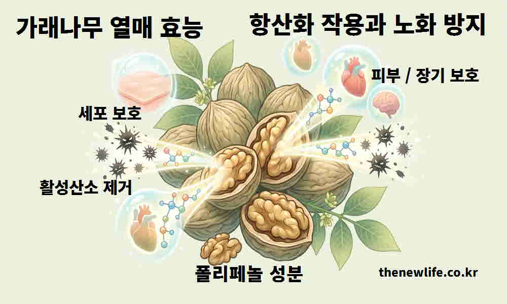 가래나무 열매 효능 항산화 작용 노화 방지