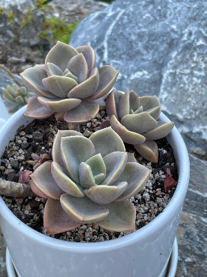 한 화분에서 여러 화분으로 늘리는 분갈이 방법