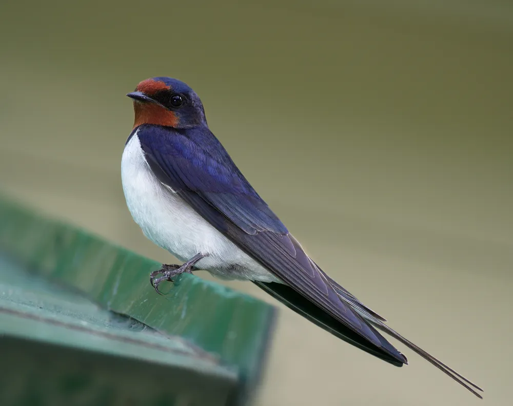 제비 (Hirundo rustica) – 하늘을 나는 예술가에 대해 알아보자
