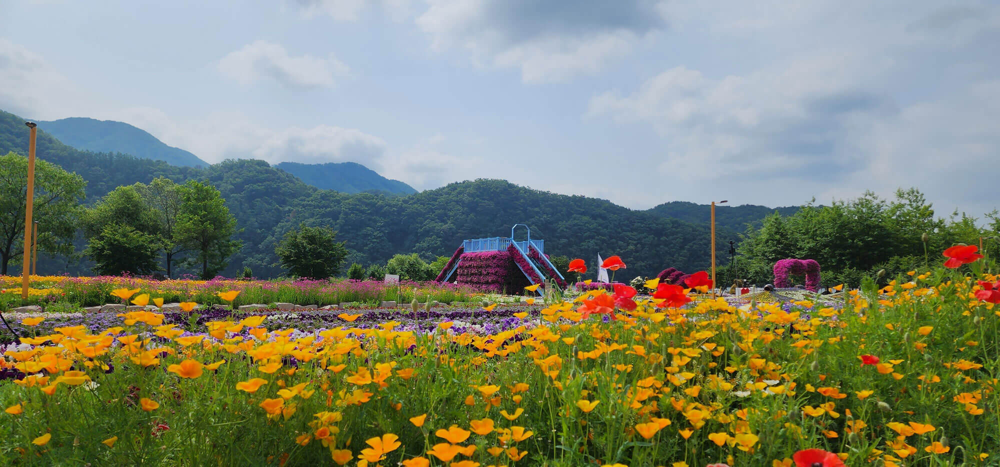 가평 자라섬 꽃축제 꽃 페스타