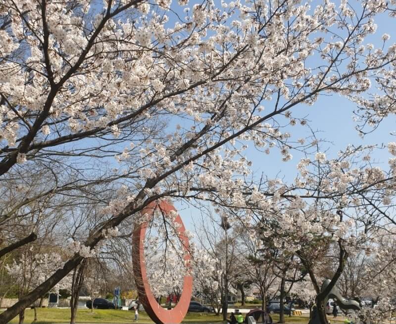 숨은 벚꽃명소 / 2024 충청도 벗꽃명소 벚꽃여행