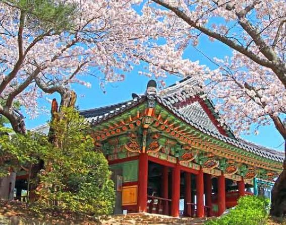 강릉경포 벚꽃축제