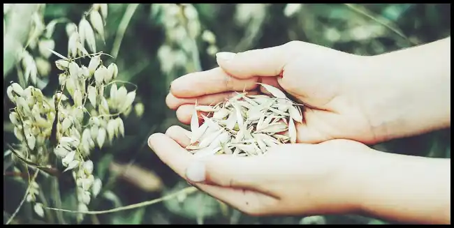 파로 곡물 효능 및 부작용과 먹는 법