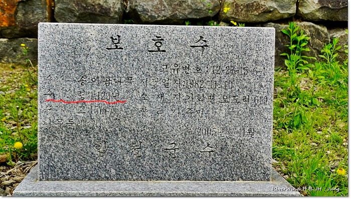 1120년된 이팝나무