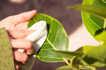 잎닦기 관리 미세먼지제거 광합성도움 우유물사용 주의점_15