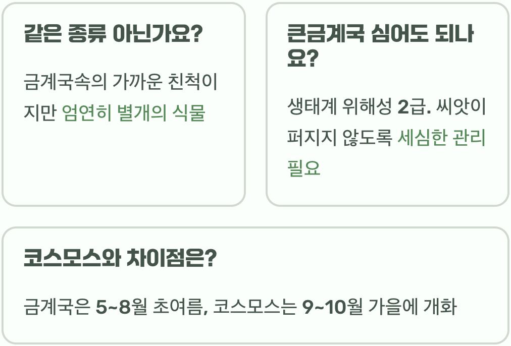 큰금계국 vs 금계국, 헷갈리는 두 꽃 확실하게 구별하는 법