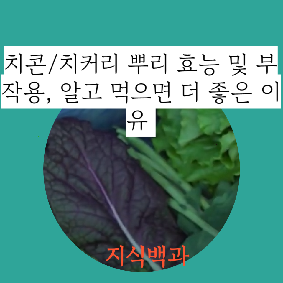 치콘/치커리