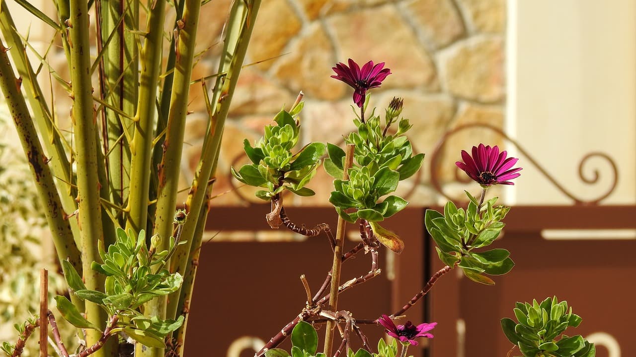 아파트 베란다 텃밭 가꾸기가 입주민의 심리적 안정감에 주는 기여