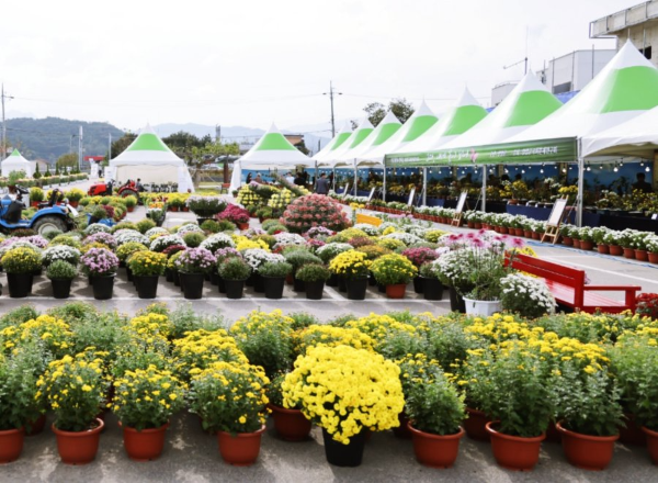 강원 양양 국화축제