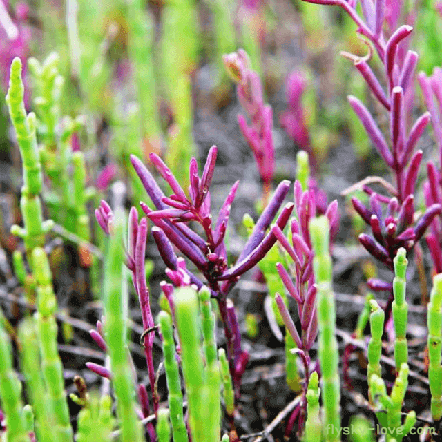 숙변 제거에 효과적인 함초