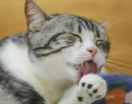 고양이가 털 핥는 이유, 단순한 습관일까? 오버 & 언더 그루밍의 위험 신호!