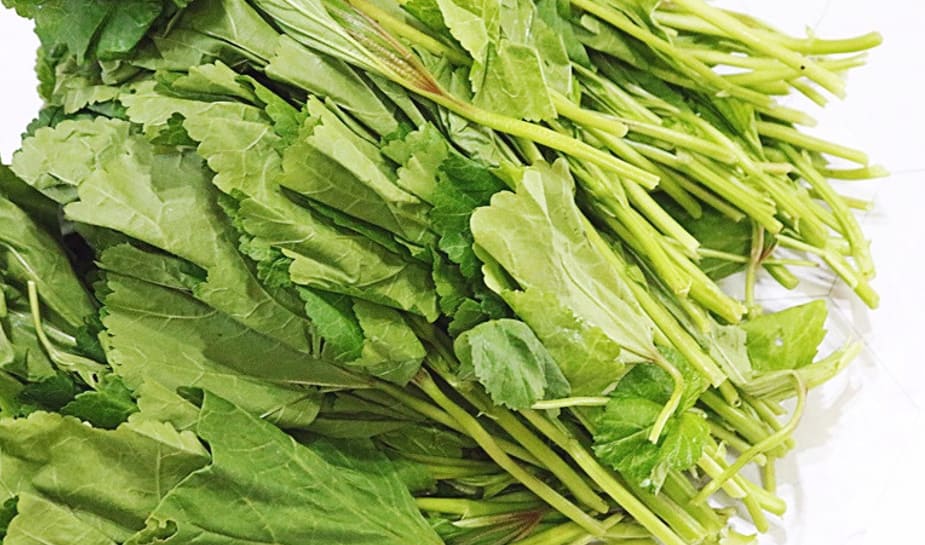 다듬어져 있는 아욱