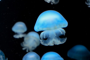 콜라겐 많은 음식