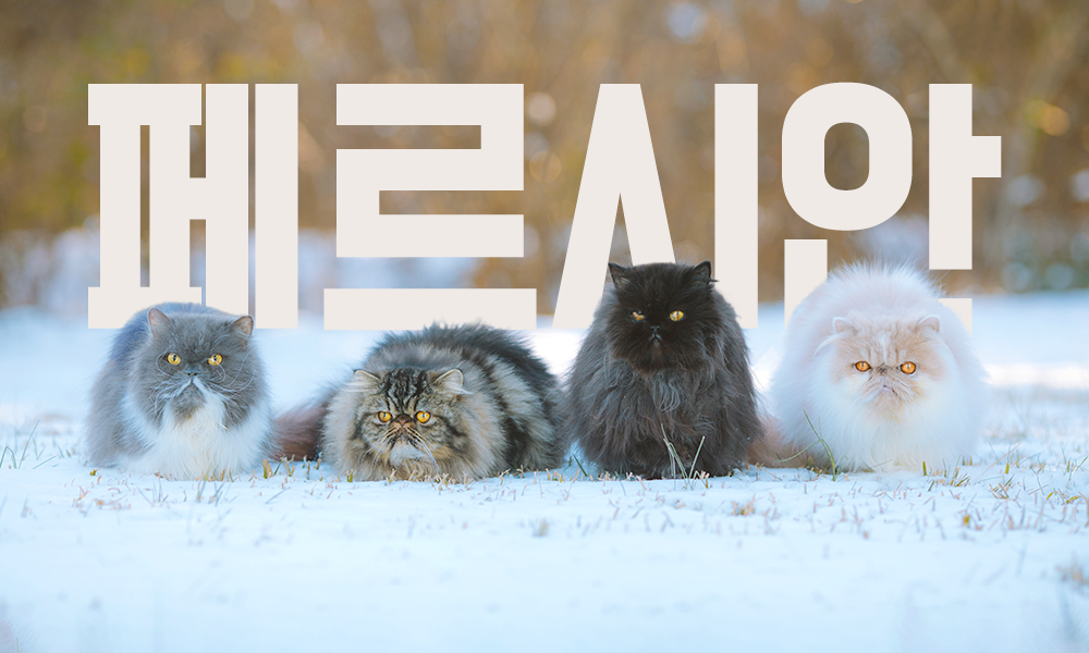 페르시안