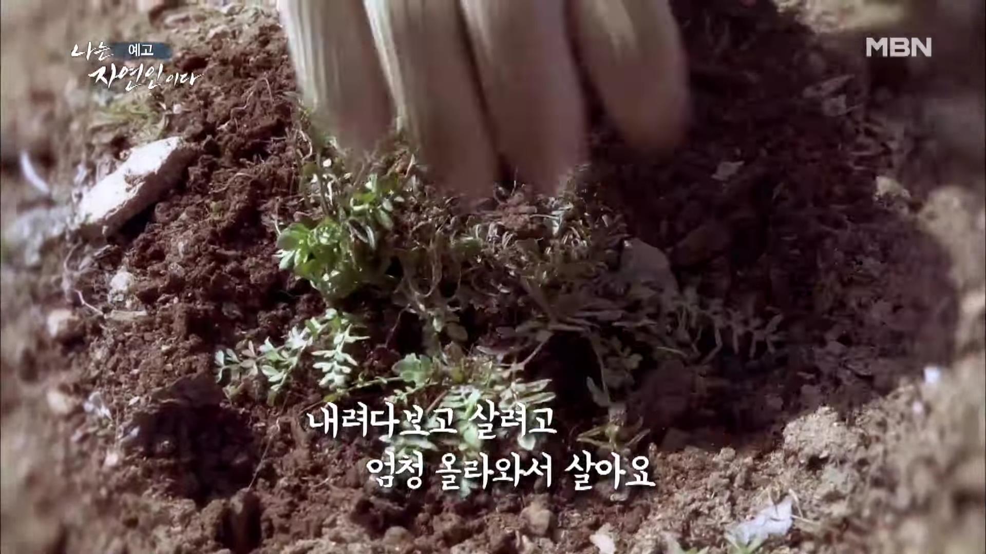 나는 자연인이다 100년 집 머위꽃 튀김 달래무침 개복숭아 고추장 황태 북어 구이 고립무원의 자유 자연인 서옥선 소개 및 윤택 출연 549회 다시보기