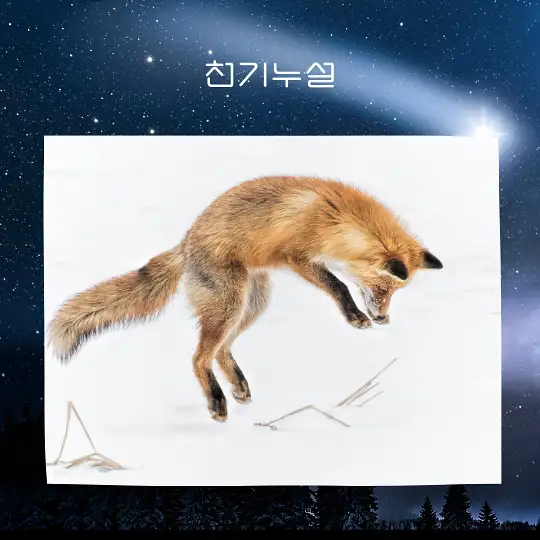 여우가 등장하는 꿈 해몽