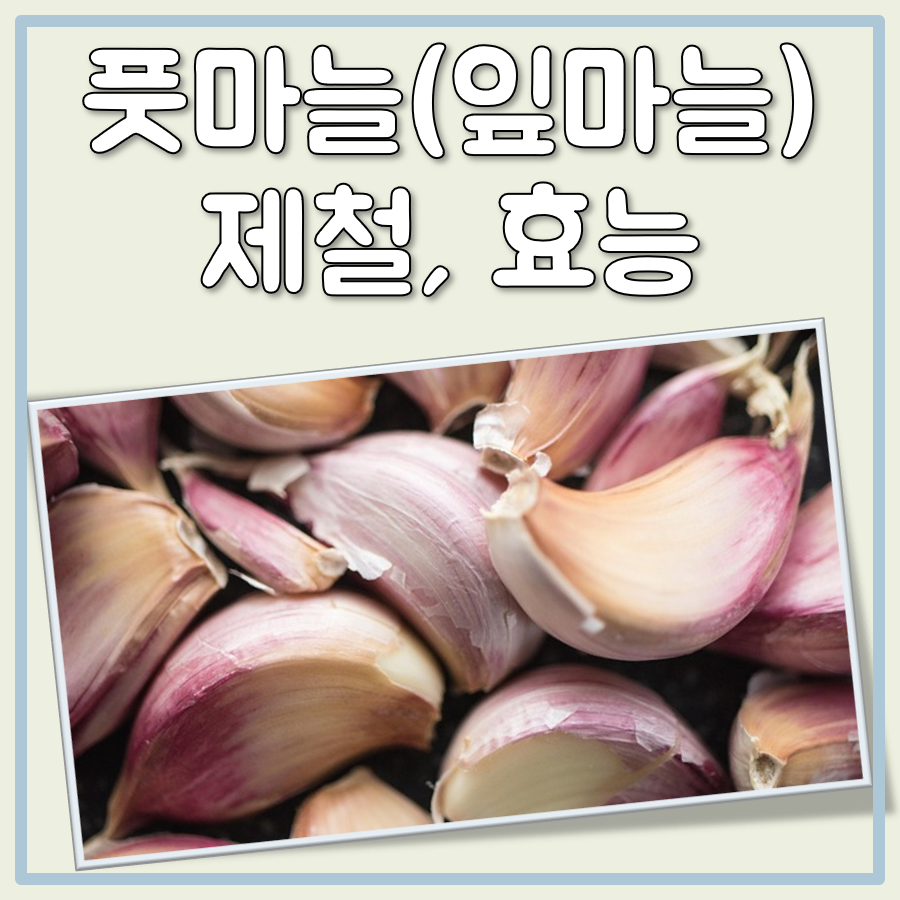 풋마늘(잎마늘) 제철과 효능: 신선한 식재의 가치 대표 이미지