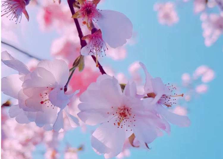 보은 벚꽃길 축제