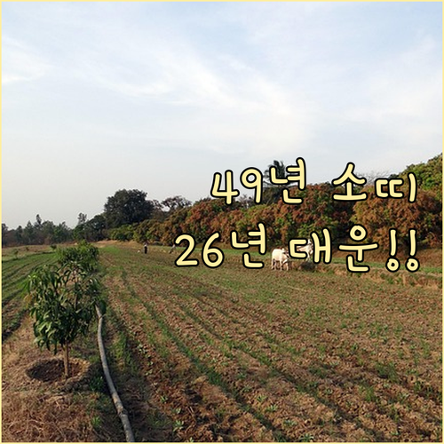 1949년생 소띠 2026년 종합 운..