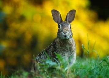 2026년 병오년 토끼띠 신년운세