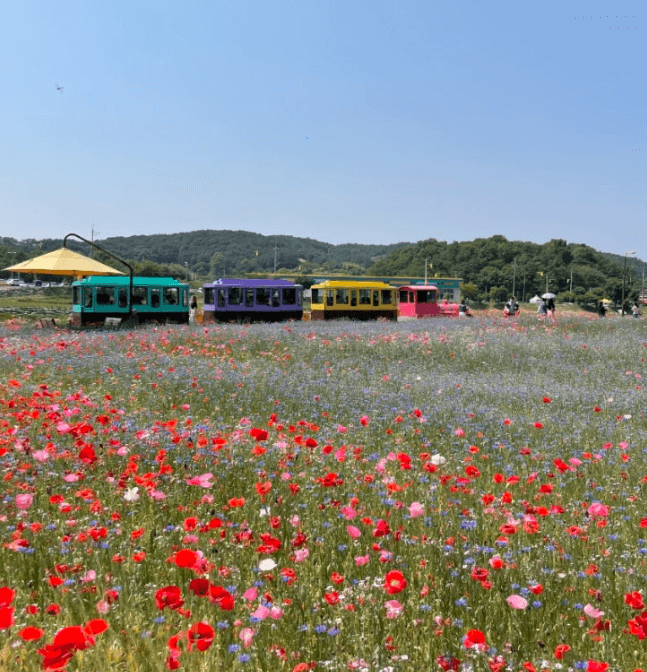 장성황룡강길동무꽃길 축제