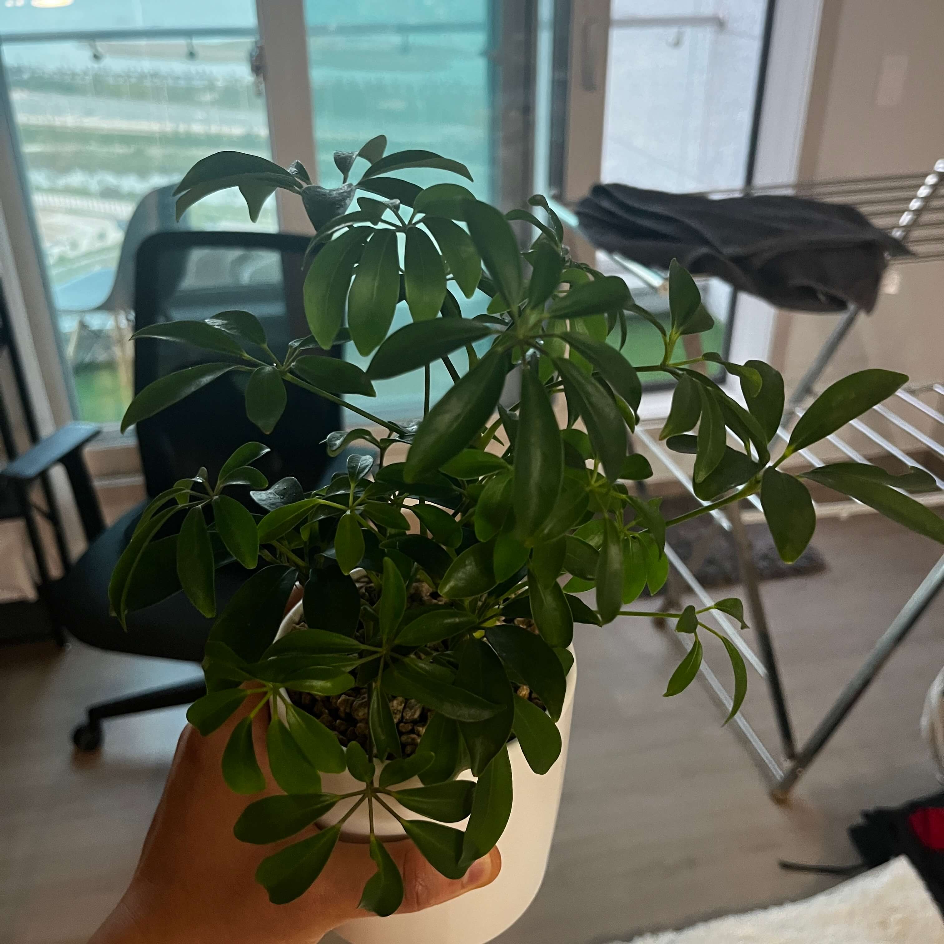 홍콩야자 사진