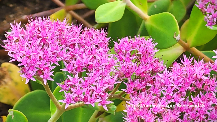 큰 꿩의비름, 경천(敬天), Hylotelephium spectabile