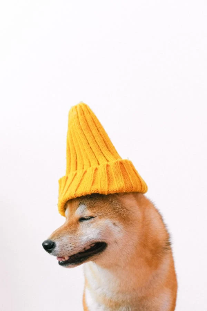 반려동물