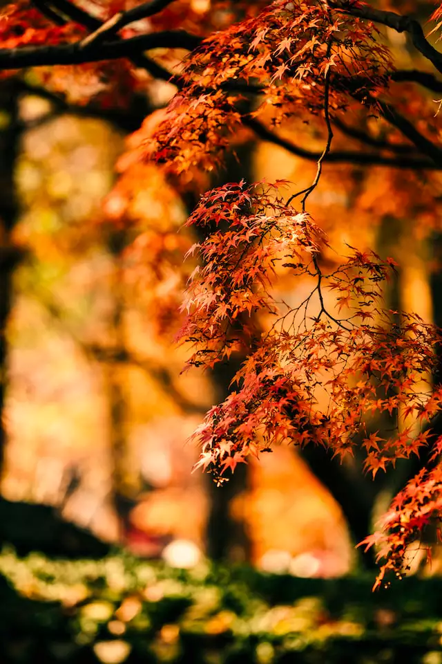 2023년 단풍시기 전국추천 단풍명소