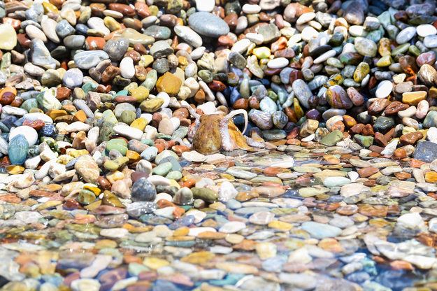 사라지는 양구 돌문어 축제, 끝물의 풍경을 기억하며