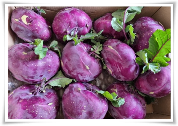 &quot;9월에 심기 좋은 텃밭 작물&quot; 풍성한 수확을 위한 최고의 작물 선택과 관리 비법!