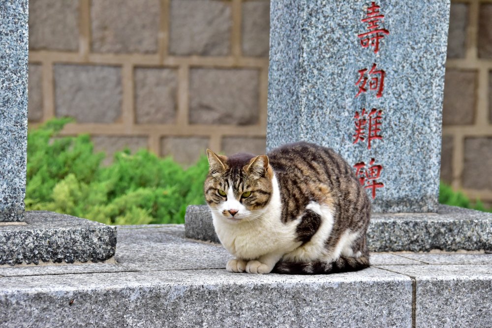 송공단 고양이