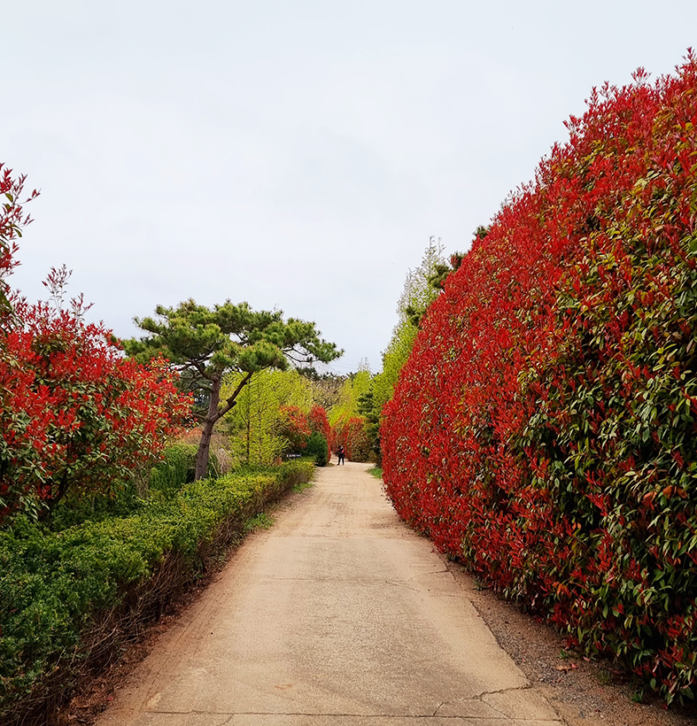 청산수목원 홍가시원