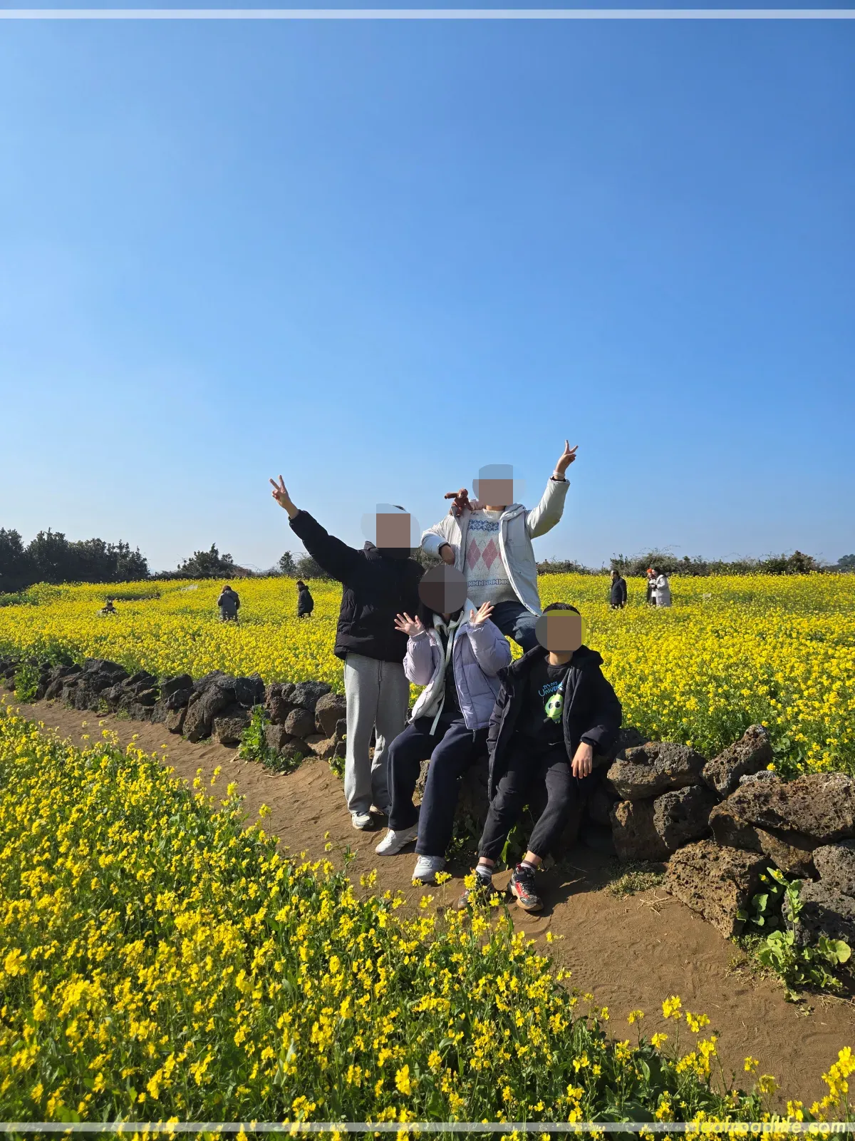 제주도-여행-유채꽃밭-가족사진