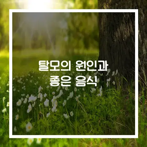 탈모의 원인과 좋은 음식